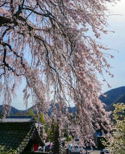 林陽寺、しだれ桜、3月春の花、岐阜県岐阜市の観光・撮影スポットの画像と写真