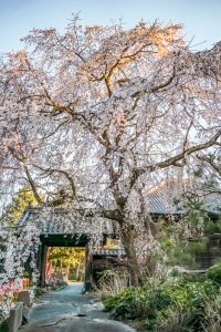 三明寺、しだれ桜、3月春の花、愛知県豊川市の観光・撮影スポットの画像と写真