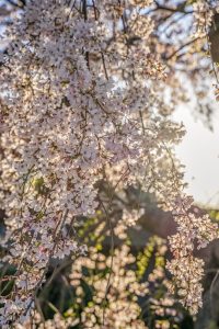 三明寺、しだれ桜、3月春の花、愛知県豊川市の観光・撮影スポットの画像と写真