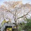 三明寺、しだれ桜、3月春の花、愛知県豊川市の観光・撮影スポットの画像と写真