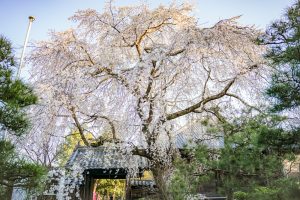 三明寺、しだれ桜、3月春の花、愛知県豊川市の観光・撮影スポットの画像と写真