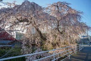 三明寺、しだれ桜、3月春の花、愛知県豊川市の観光・撮影スポットの画像と写真