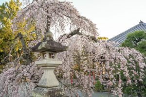 三明寺、しだれ桜、3月春の花、愛知県豊川市の観光・撮影スポットの画像と写真