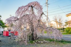 三明寺、しだれ桜、3月春の花、愛知県豊川市の観光・撮影スポットの画像と写真