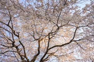 三明寺、しだれ桜、3月春の花、愛知県豊川市の観光・撮影スポットの画像と写真
