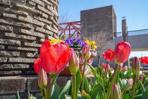 サンテパルクたはら (田原市芦ヶ池農業公園)、チューリップ、２月の春の花、愛知県田原市の観光・撮影スポットの画像と写真