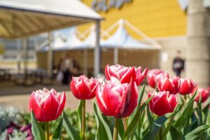 サンテパルクたはら (田原市芦ヶ池農業公園)、チューリップ、２月の春の花、愛知県田原市の観光・撮影スポットの画像と写真