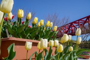 サンテパルクたはら (田原市芦ヶ池農業公園)、チューリップ、２月の春の花、愛知県田原市の観光・撮影スポットの画像と写真