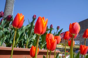 サンテパルクたはら (田原市芦ヶ池農業公園)、チューリップ、２月の春の花、愛知県田原市の観光・撮影スポットの画像と写真