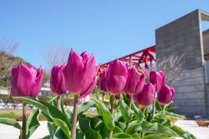 サンテパルクたはら (田原市芦ヶ池農業公園)、チューリップ、２月の春の花、愛知県田原市の観光・撮影スポットの画像と写真