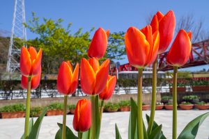 サンテパルクたはら (田原市芦ヶ池農業公園)、チューリップ、２月の春の花、愛知県田原市の観光・撮影スポットの画像と写真