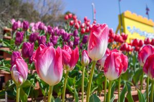 サンテパルクたはら (田原市芦ヶ池農業公園)、チューリップ、２月の春の花、愛知県田原市の観光・撮影スポットの画像と写真
