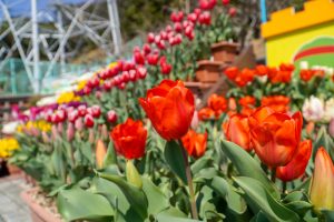 サンテパルクたはら (田原市芦ヶ池農業公園)、チューリップ、3月の春の花、愛知県田原市の観光・撮影スポットの画像と写真