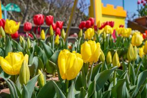 サンテパルクたはら (田原市芦ヶ池農業公園)、チューリップ、２月の春の花、愛知県田原市の観光・撮影スポットの画像と写真