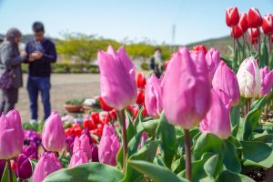 サンテパルクたはら (田原市芦ヶ池農業公園)、チューリップ、２月の春の花、愛知県田原市の観光・撮影スポットの画像と写真