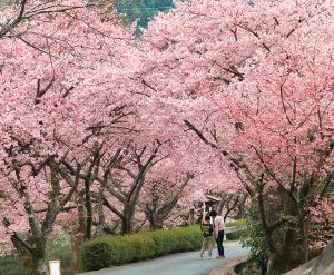 長篠河津桜並木、2月春の花、愛知県新城市の観光・撮影スポットの画像と写真