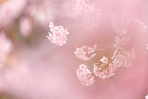 長篠河津桜並木、2月春の花、愛知県新城市の観光・撮影スポットの画像と写真
