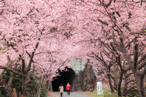長篠河津桜並木、2月春の花、愛知県新城市の観光・撮影スポットの画像と写真