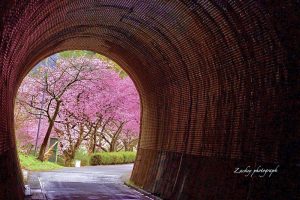 長篠河津桜並木、3月春の花、愛知県新城市の観光・撮影スポットの画像と写真