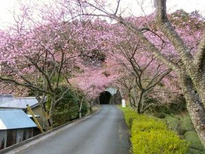 長篠河津桜並木、3月春の花、愛知県新城市の観光・撮影スポットの画像と写真