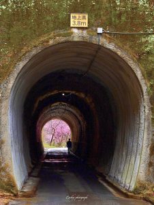 長篠河津桜並木、3月春の花、愛知県新城市の観光・撮影スポットの画像と写真