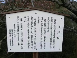 長篠河津桜並木、3月春の花、愛知県新城市の観光・撮影スポットの画像と写真