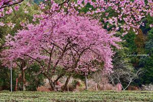 長篠河津桜並木、3月春の花、愛知県新城市の観光・撮影スポットの画像と写真