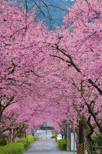 長篠河津桜並木、3月春の花、愛知県新城市の観光・撮影スポットの画像と写真