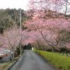 長篠河津桜並木、3月春の花、愛知県新城市の観光・撮影スポットの画像と写真