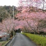 長篠河津桜並木、3月春の花、愛知県新城市の観光・撮影スポットの画像と写真