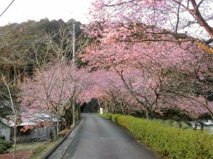 長篠河津桜並木、3月春の花、愛知県新城市の観光・撮影スポットの画像と写真