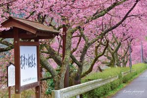 長篠河津桜並木、3月春の花、愛知県新城市の観光・撮影スポットの画像と写真