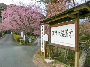 長篠河津桜並木、3月春の花、愛知県新城市の観光・撮影スポットの画像と写真
