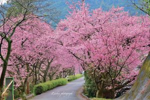 長篠河津桜並木、3月春の花、愛知県新城市の観光・撮影スポットの画像と写真