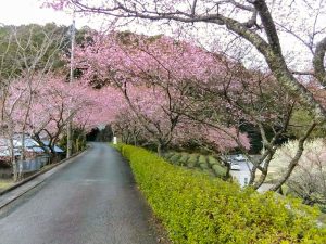 長篠河津桜並木、3月春の花、愛知県新城市の観光・撮影スポットの画像と写真