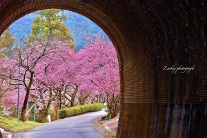 長篠河津桜並木、3月春の花、愛知県新城市の観光・撮影スポットの画像と写真