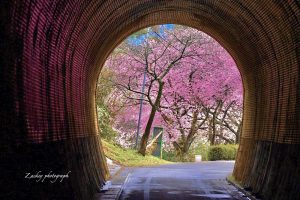 長篠河津桜並木、3月春の花、愛知県新城市の観光・撮影スポットの画像と写真