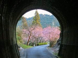 長篠河津桜並木、3月春の花、愛知県新城市の観光・撮影スポットの画像と写真