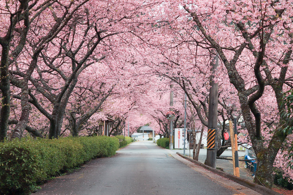 長篠河津桜並木、2月春の花、愛知県新城市の観光・撮影スポットの画像と写真