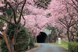 長篠河津桜並木、2月春の花、愛知県新城市の観光・撮影スポットの画像と写真
