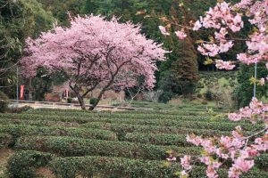 長篠河津桜並木、2月春の花、愛知県新城市の観光・撮影スポットの画像と写真