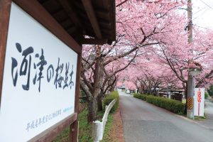 長篠河津桜並木、2月春の花、愛知県新城市の観光・撮影スポットの画像と写真