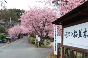 長篠河津桜並木、2月春の花、愛知県新城市の観光・撮影スポットの画像と写真