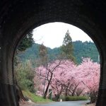 長篠河津桜並木、2月春の花、愛知県新城市の観光・撮影スポットの画像と写真