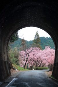 長篠河津桜並木、2月春の花、愛知県新城市の観光・撮影スポットの画像と写真