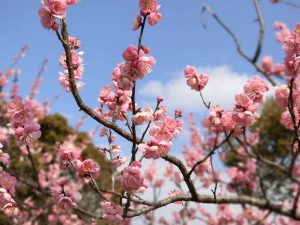 佐布里緑と花のふれあい公園、梅園、2月春の花、愛知県知多市の観光・撮影スポットの画像と写真