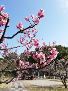 佐布里緑と花のふれあい公園、梅園、2月春の花、愛知県知多市の観光・撮影スポットの画像と写真