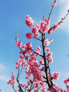 佐布里緑と花のふれあい公園、梅園、2月春の花、愛知県知多市の観光・撮影スポットの画像と写真