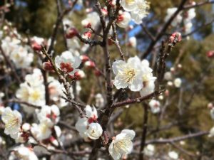 佐布里緑と花のふれあい公園、梅園、2月春の花、愛知県知多市の観光・撮影スポットの画像と写真