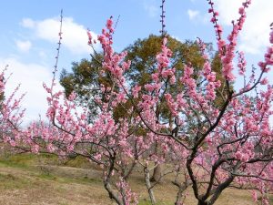 佐布里緑と花のふれあい公園、梅園、2月春の花、愛知県知多市の観光・撮影スポットの画像と写真